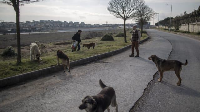 Turkey Removes Nearly One Million Street Animals in a Year