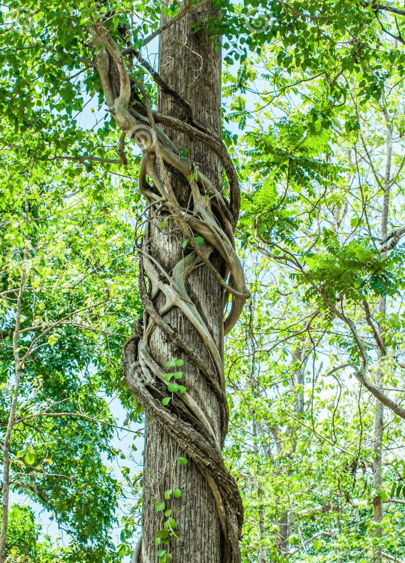 AI Product Development 101: The API Wrapper Approach