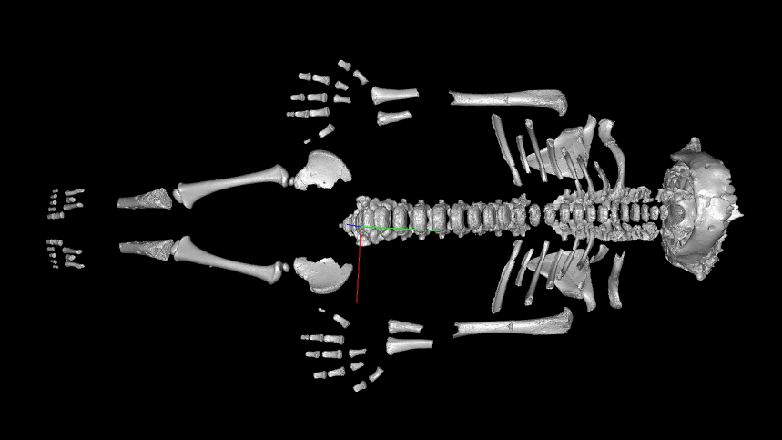 Neanderthal toddlers grew faster than modern humans, probably because of the harsh environment they evolved in