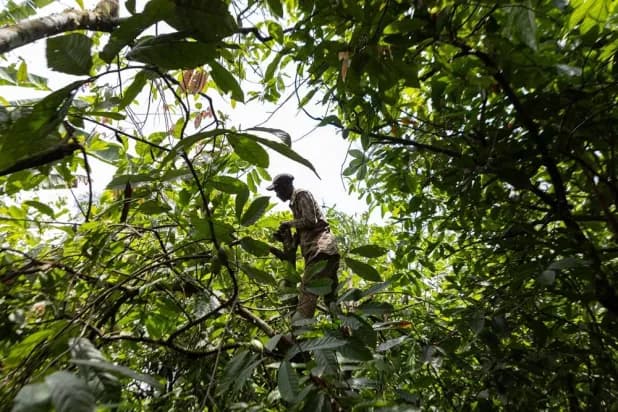 Extreme Heat Threatens Global Food Systems, UN Agencies Warn