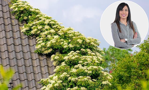 My neighbour's climbing hydrangea is out of control - how can I sort this out?