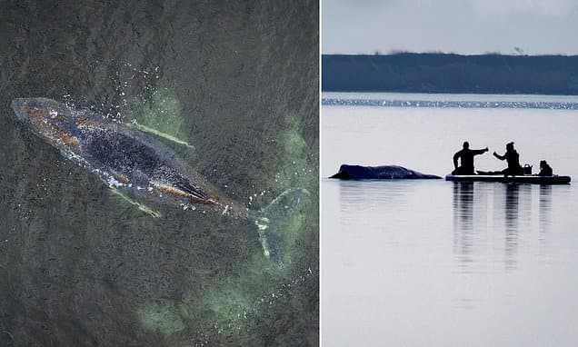 Millionaires fund last-ditch rescue operation to free stranded whale named 'Timmy' off German coast for six weeks - as Greenpeace insists it be 'left to die'