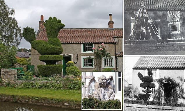 Yew cannot be serious! Cockerel hedge that was village landmark for 110 years is chopped down and replaced with gargoyle