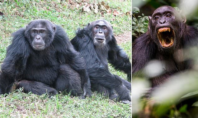 A mysterious decade-long war rages deep in the Ugandan rainforest. But this battle is not about religion or oil. It is between chimps, not men. Now alarmed scientists fear it contains a chilling prophecy for humankind