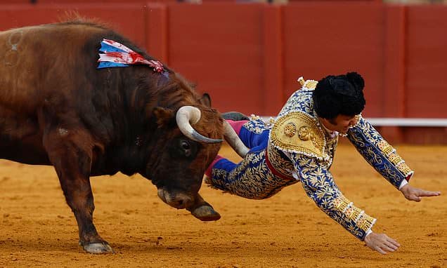 Gore blimey! Bull targets Spanish matador in a VERY painful place