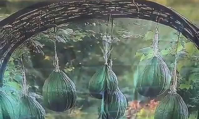 Picture of disappointment! Couple who thought they'd got a bargain when they ordered a £11.19 garden arch from Temu found it WAS too good to be true