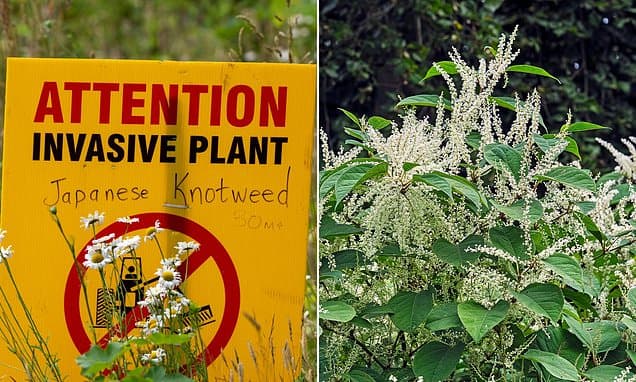 It's Japanese knotweed season... and up to 1.6MILLION homes could be affected by notorious species