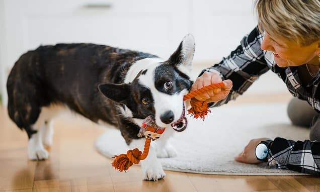 You're playing with your dog WRONG! Vets reveal why throwing a ball isn't enough - and the games to play instead to build a strong bond with your pet