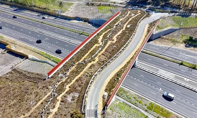 The £3.7million 'green bridge' to help snakes and toads cross busy A-road to heathland