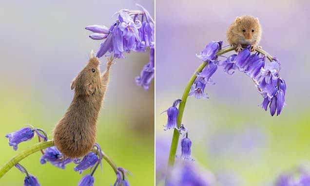 Tiny harvest mouse balances on stalk to smell the blooming bluebells
