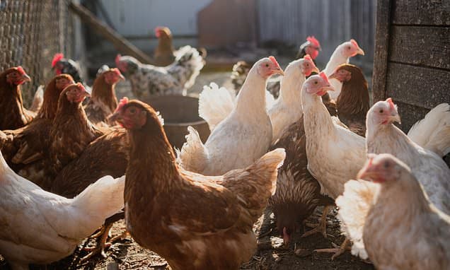Chicken Run! 67 MILLION chickens are unaccounted for in the UK, bizarre figures reveal