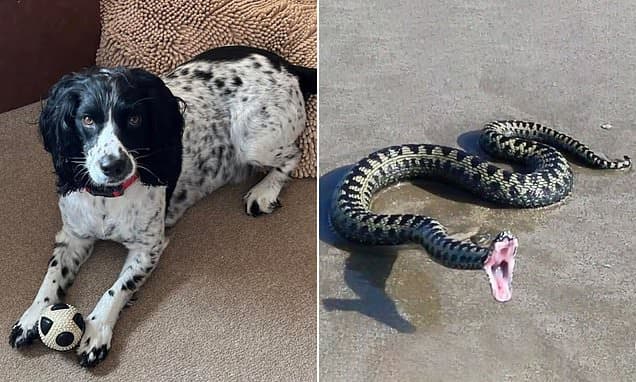 Snake kills dog on Welsh beach: Distraught owner warns others as she blames venomous reptile for fatal bite on Springer-Cocker Spaniel
