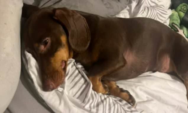 My dachshund George almost died after eating dead mice the council poisoned... then left to rot
