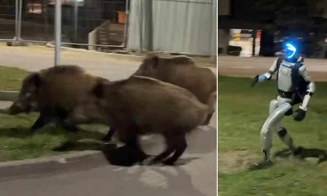 Up to 3,000 rampaging wild boars are plaguing Poland's capital - with kill-on-sight orders issued to hunters