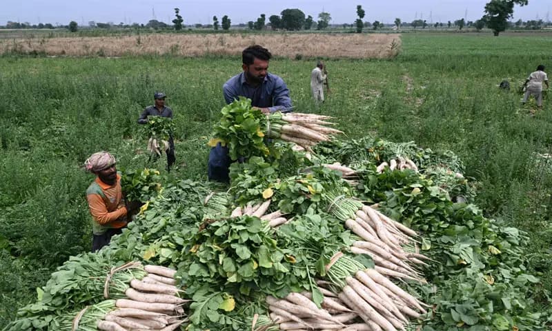 PTI lambasts govt for ‘crippling farm sector’