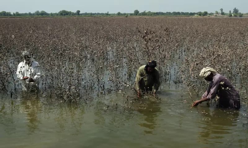 Around 3.3 million jobs may have been affected by 2025 floods in Pakistan: ILO
