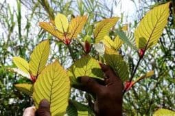Indonesia exports 300 tonnes of kratom monthly amid rising demand