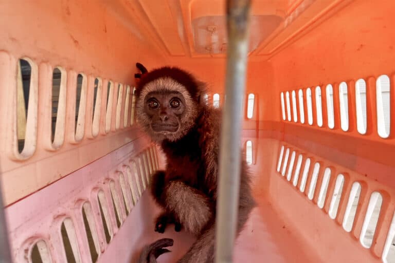 To tackle trafficking in gibbons, experts probe what drives demand