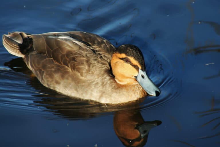 Energy crisis revives push to drill in Philippines’ largest intact wetland