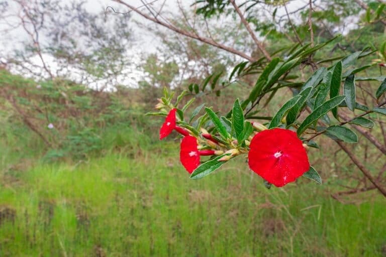 A red flower found nowhere else loses ground as mining expands in Brazil’s Amazon