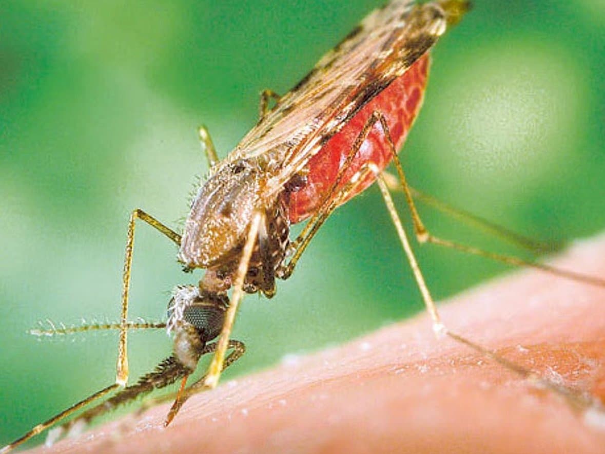 Travelling soon? Dubai warns of malaria risk abroad
