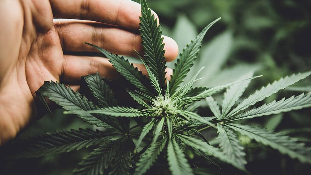 Cannabis Stocks Lose Buzz Despite This Landmark Decision