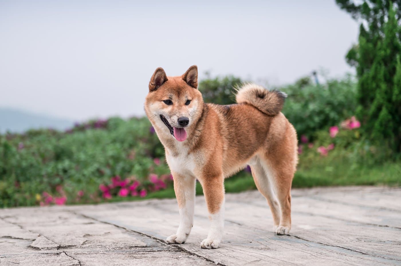 Shiba Inu vs. Dogecoin: Which Meme Coin Is the Less Risky Bet?