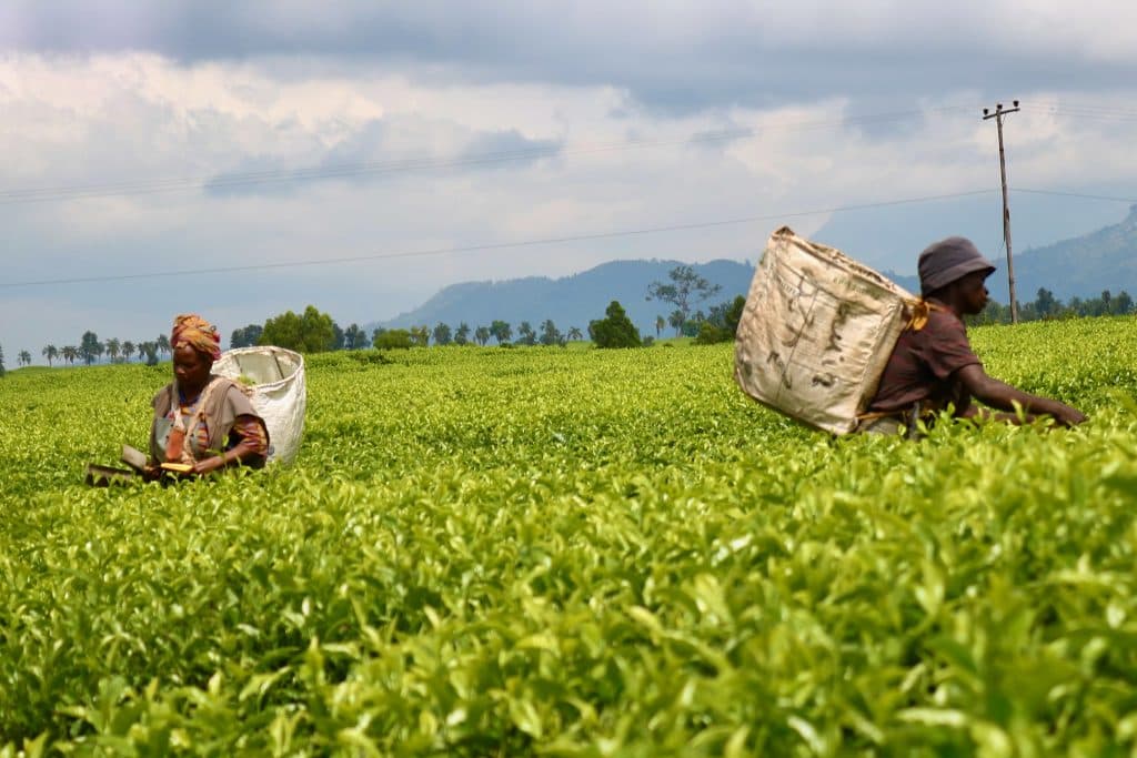 Giving Malawi’s tea workers greater financial power