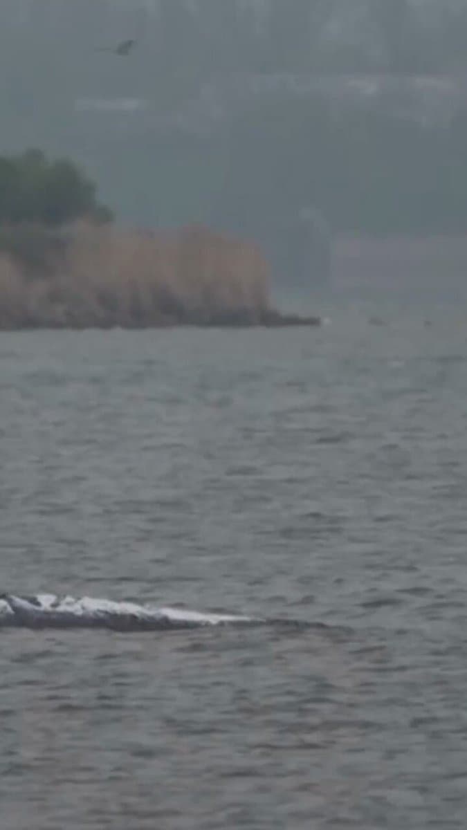 Rescue operations for a humpback whale stranded on a sandbank off Germany’s Baltic Sea coast for the past three weeks continued after a privately funded initiative got the go-ahead from local authorities to try and move the animal. pic.