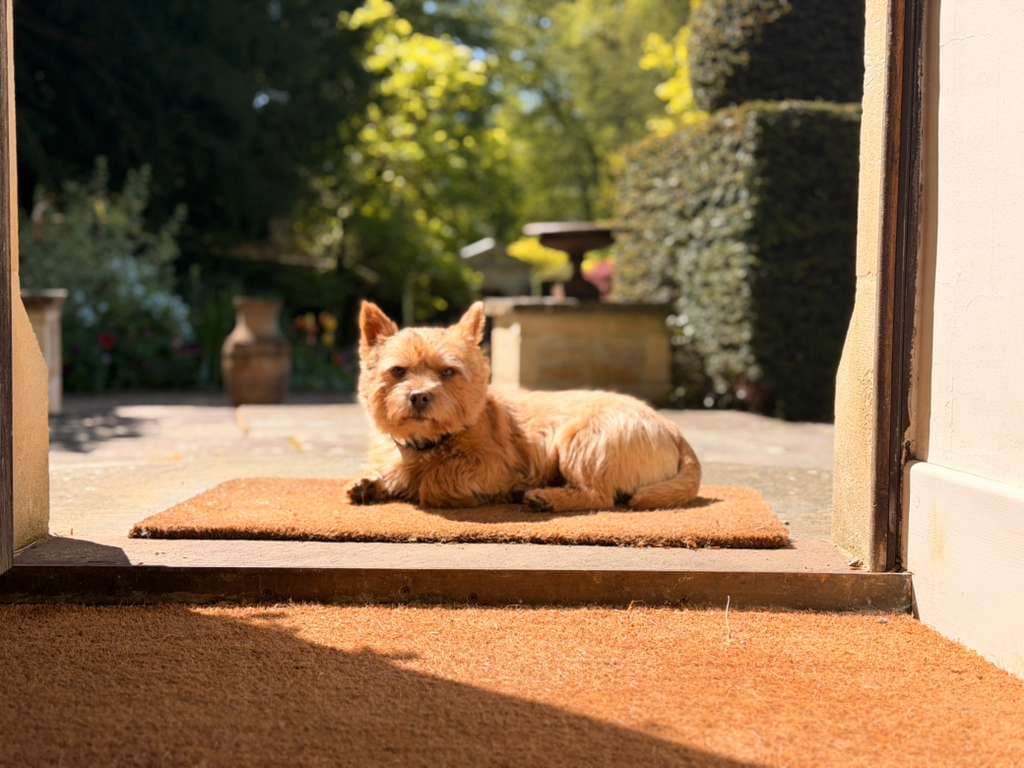 Good use of camouflage by Biscuit. pic.