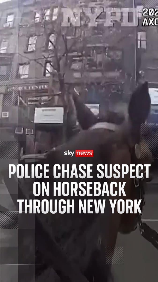 A police officer and his horse were all it took to catch a suspected purse snatcher through the streets of New York. They managed to recover the purse & apprehend the suspect