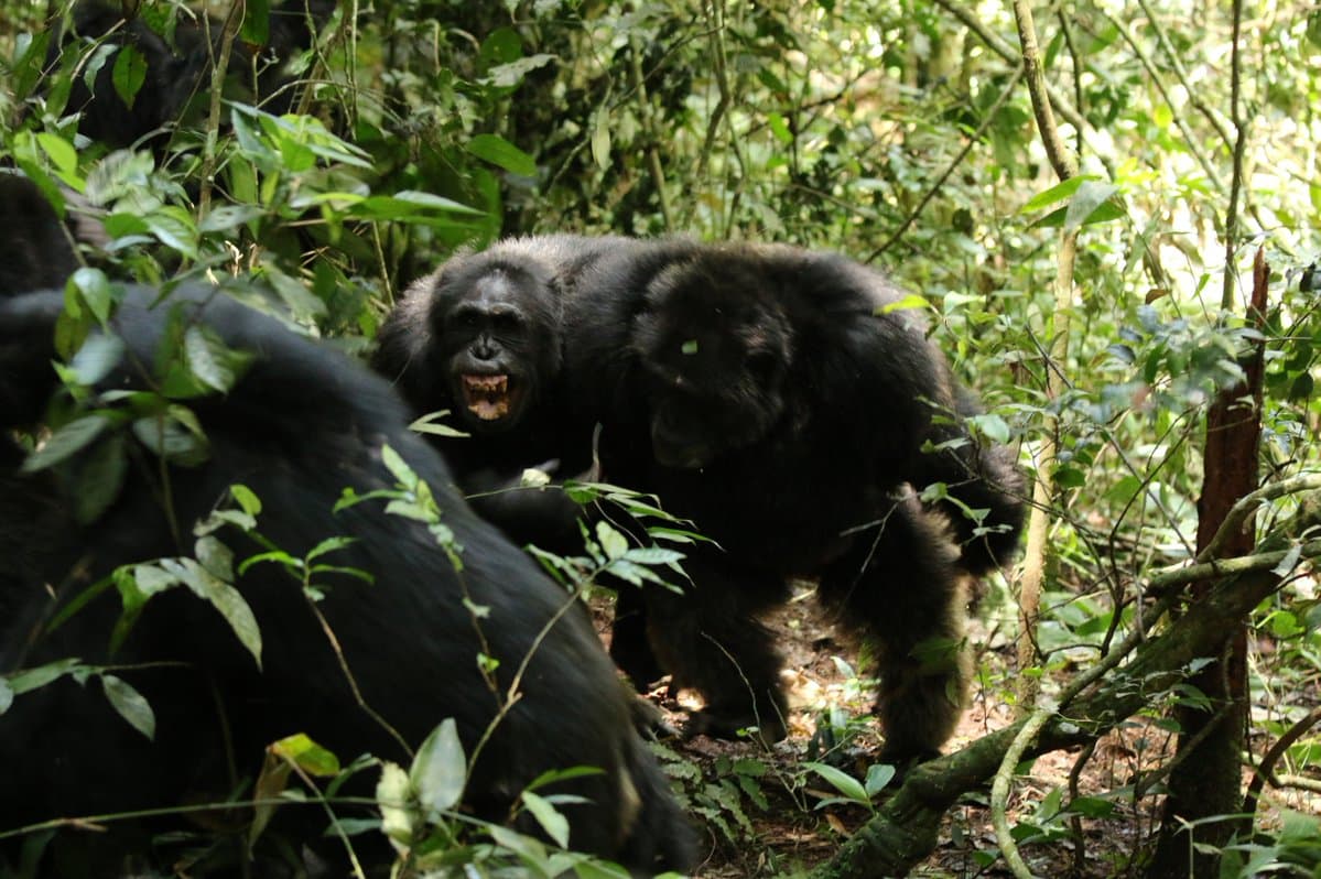 🔊 ' There were deaths of numerous members of the original community by illness. And that may have disrupted social relationships.' Reuters correspondent Will Dunham on the chimpanzee split in Uganda. Hear more on Reuters World News: pic.