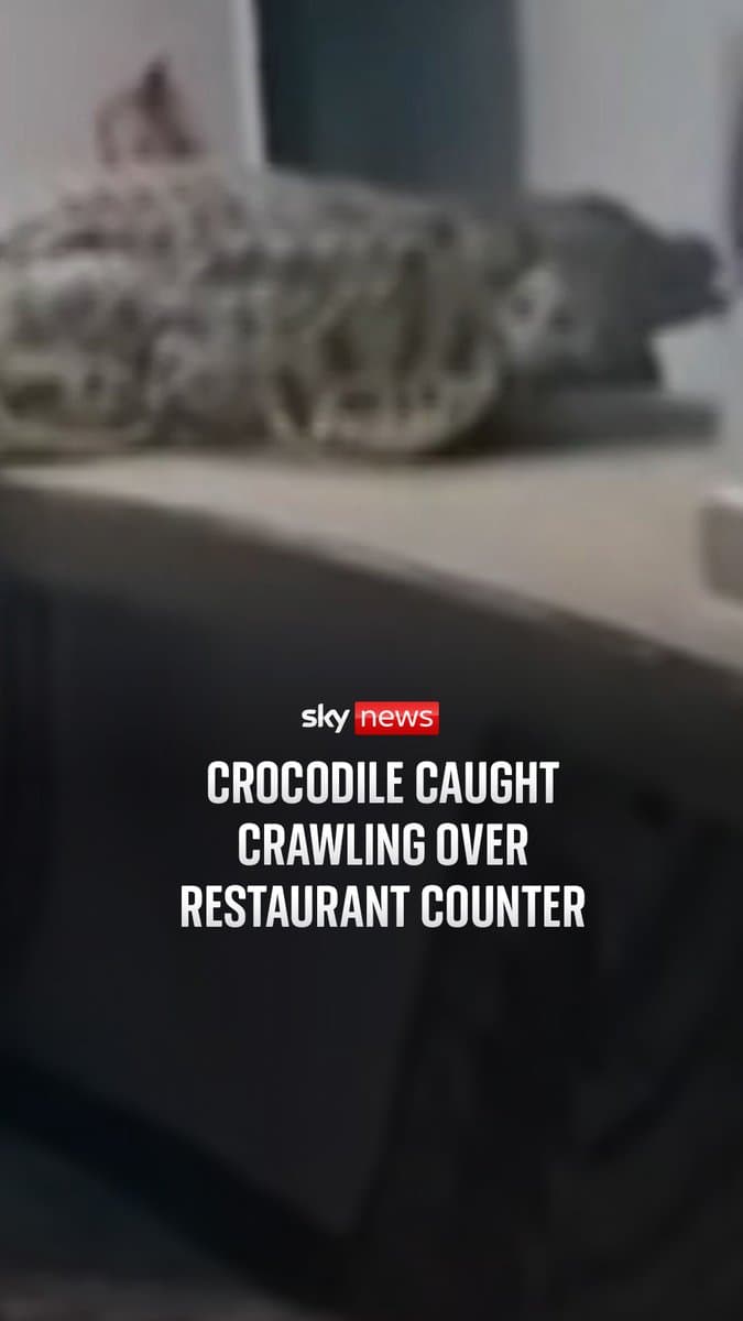 This is the shocking moment a hungry crocodile sauntered into a restaurant in Zimbabwe. Rangers had to capture the gatecrasher from the nearby Zambezi River.