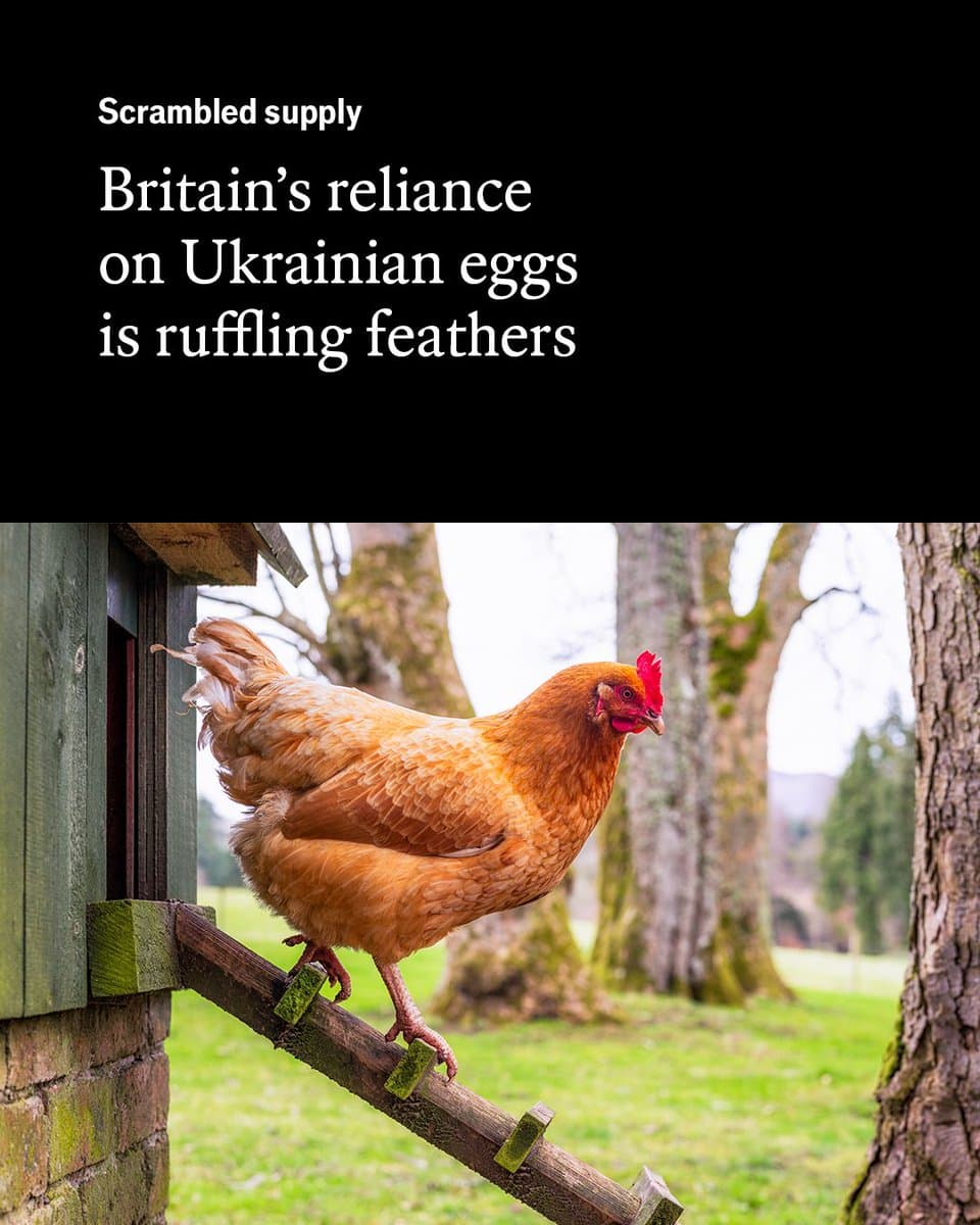 British chickens’ output has not kept up with soaring demand. To help bridge the gap, Britain has turned to foreign hens Photo: Getty Images pic.