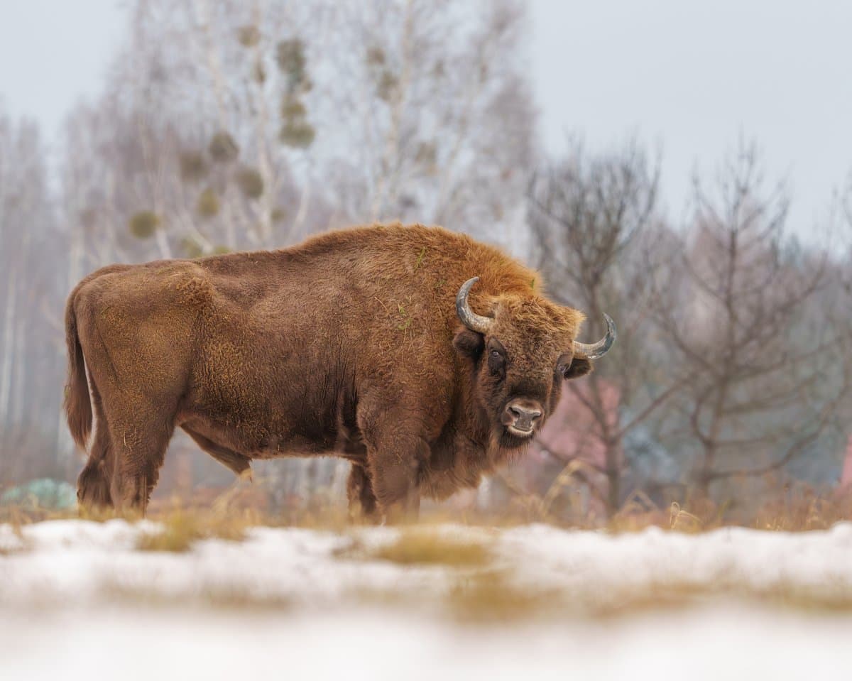 Photographer Spotlight: Paweł Janas Paweł Janas captures the natural world with a quiet intensity that feels both patient and precise. From intimate wildlife encounters to expansive landscapes, his work reflects a deep respect for nature and a commitment to authenticity in every frame. Balancing stillness and motion, Paweł’s approach is rooted in observation, preparation, and a deep understanding of light. Whether waiting for the perfect wildlife moment or composing a serene landscape, his images remind us that the most powerful photographs come from time, intention, and trust in the process. Read the full interview on our blog: #WildlifePhotography #LandscapePhotography #Na