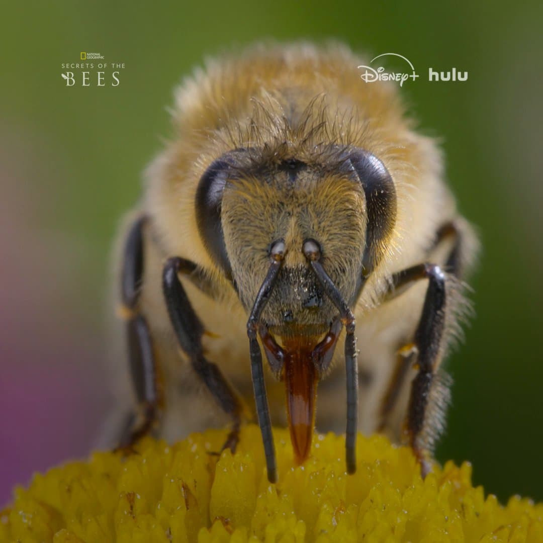 When was the last time you thanked a bee? Bees look out for us by pollinating our crops, so we have to look out for the bees in return. Happy Earth Day! Learn more about why we should bee grateful for bees by watching #SecretsOfTheBees, streaming now on @DisneyPlus and @hulu. pic.