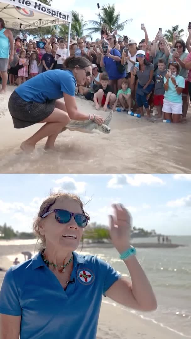 A rescued turtle was released back into the wild on Earth Day in Marathon, Florida Keys. pic.