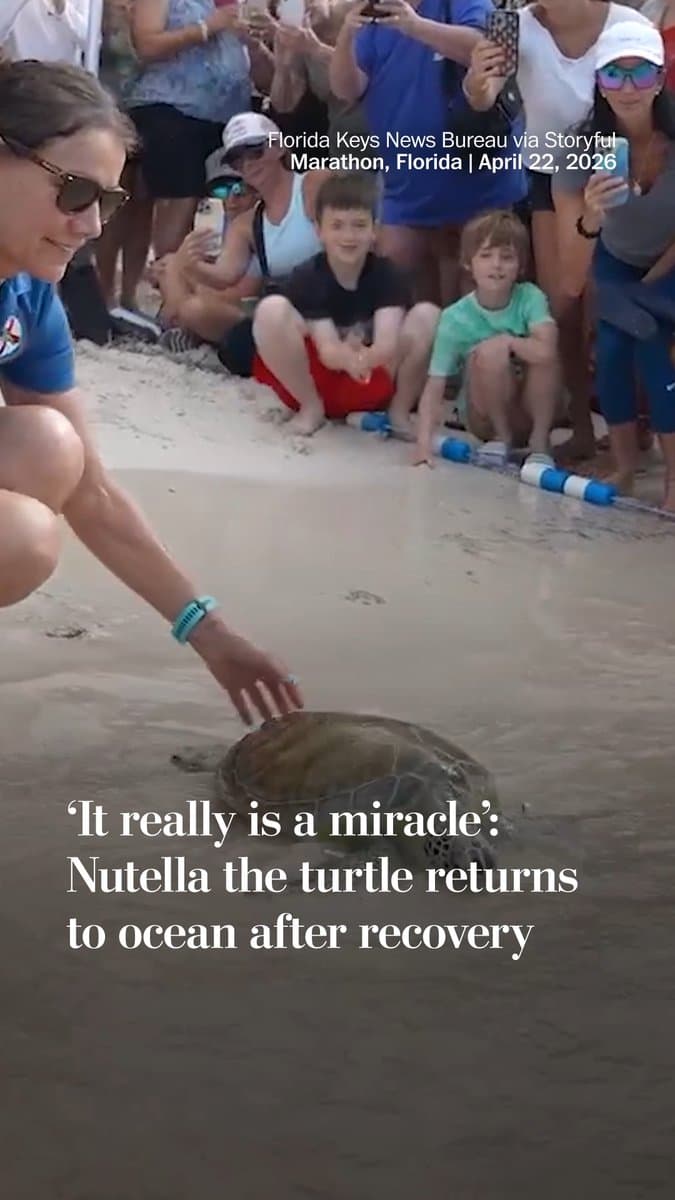 A sea turtle named Nutella was released on the beach of Marathon, Florida after a "long shot" recovery that involved tumor removal and laser therapy, after being found entangled in a fishing line. pic.
