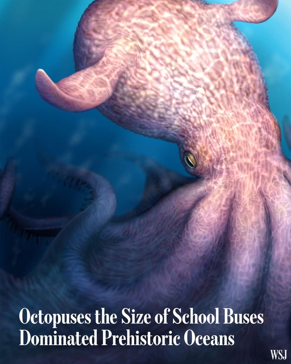 Paleontologists have long believed that giant reptiles ruled the oceans in the twilight of the dinosaur age. A new study suggests another apex predator dominated the food chain: school-bus-sized octopuses resembling the mythical “kraken” monster. 🔗: pic.