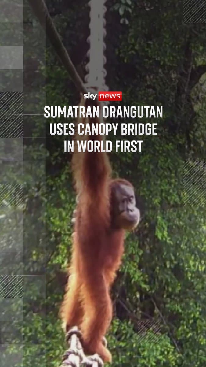 A Sumatran orangutan has been filmed using a canopy bridge in Indonesia, in what conservationists say is a world first for the species. Experts say the moment shows critically endangered orangutans can use canopy bridges to overcome forest fragmentation, a major threat to their… pic.