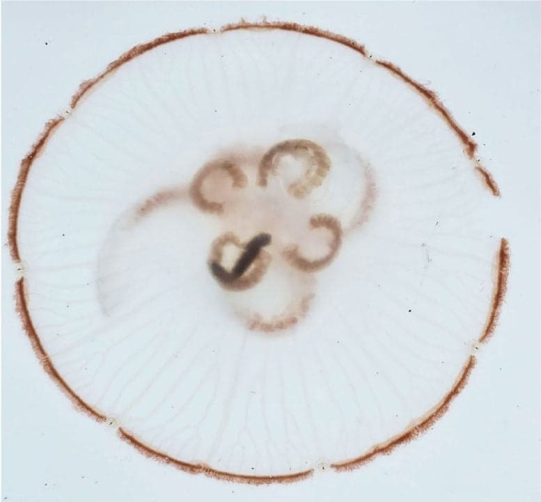 Jellyfish Caught Feasting on Exploding Sea Worms for the First Time