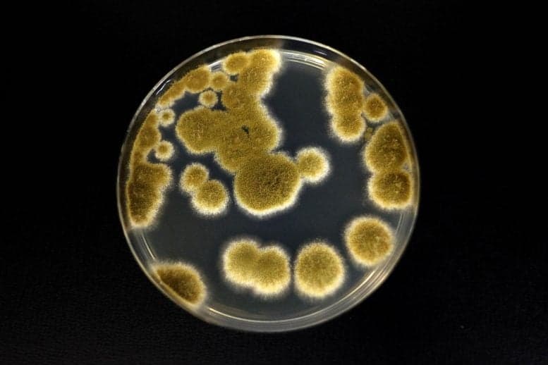 Scientists Say This Fungus Could Survive the Trip to Mars