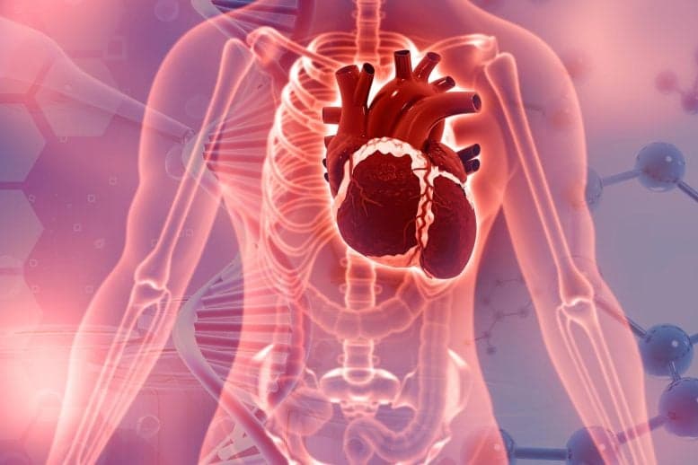 Scientists Uncover Dangerous Connection Between Serotonin and Heart Valve Disease