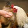 Chicken gene-editing advance opens path to drug-producing eggs