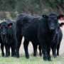 Seaweed compound shows major methane cuts in beef cattle