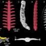 Cambrian microfossils reveal earliest known ringed worms from 535 million years ago