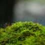 Mosses and thale cress share the same leaf growth principles, despite 400 million years of separate evolution