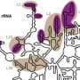 One-step method reveals structures of RNA-protein complexes in living cells
