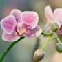 Preserved orchids show pollination has fallen 60% since the 1970s