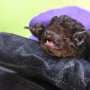 Research shows community help essential for native bats